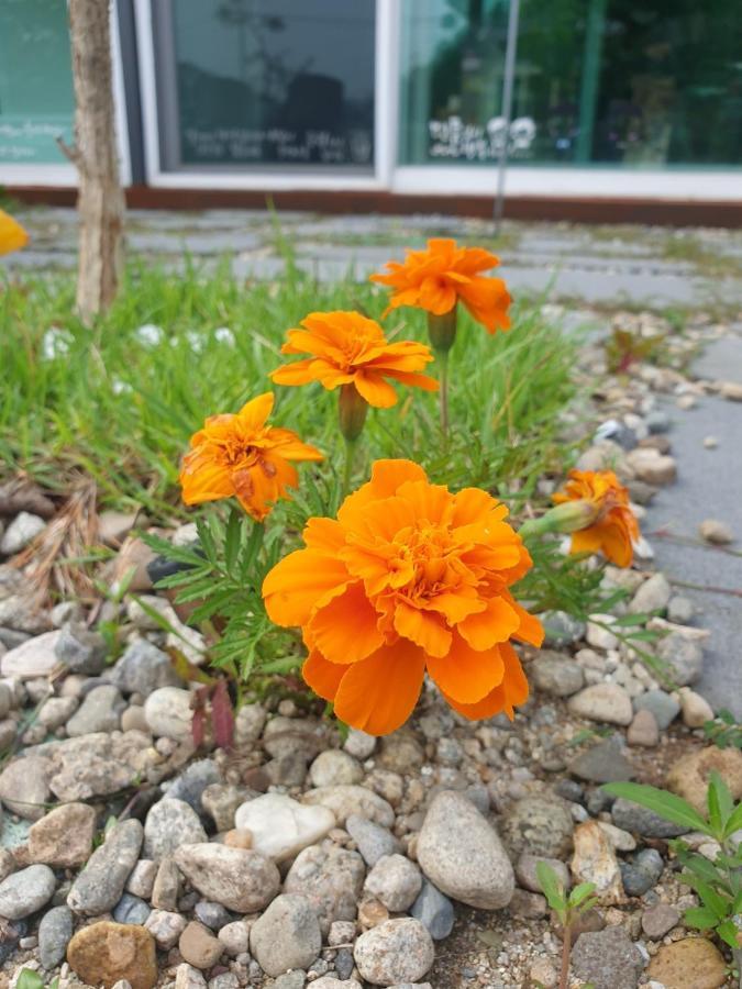 Sky Vivaldi Pension Hongcheon Bagian luar foto